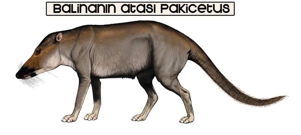 13120457_10153587130568317_2069895154_o